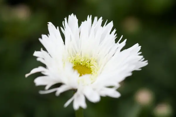 Leucanthemum 10 stolt 'sante'