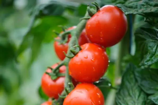 Lycopersicon esculentum 'Spencer'