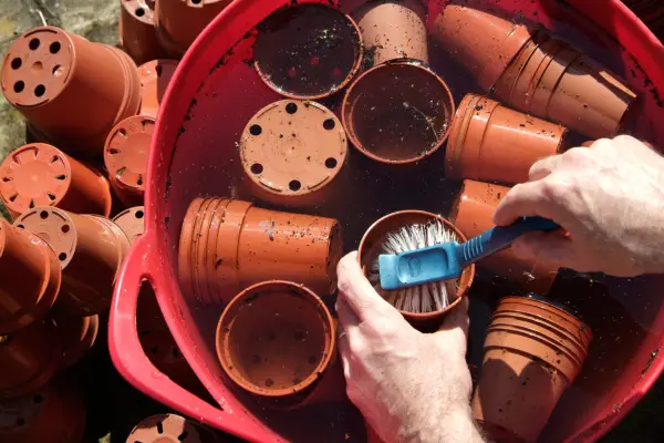 Scrubbing plastic plant pots clean