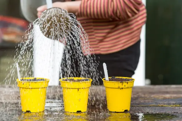 Thoroughly watering seeds after sowing, with a rose head watering can