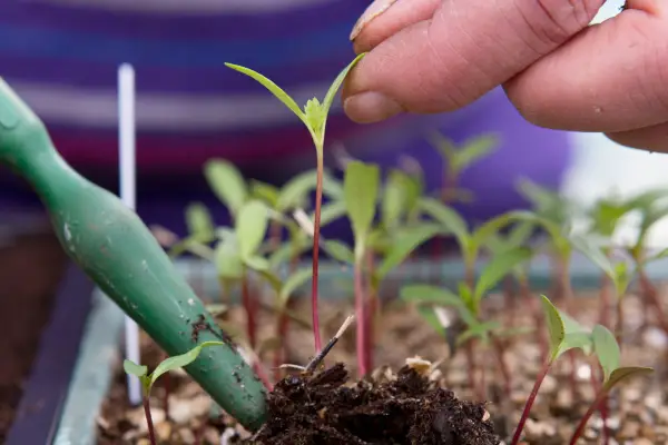 How To Prick Out Seedlings