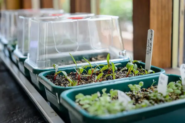 Seedlings in propagator trays on a windowsill