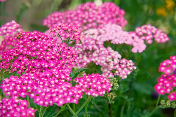 Achillea Millefolium „letné bobule“