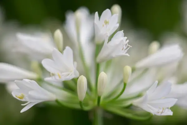 Agapanthus 'kleines niederländisches Weiß'