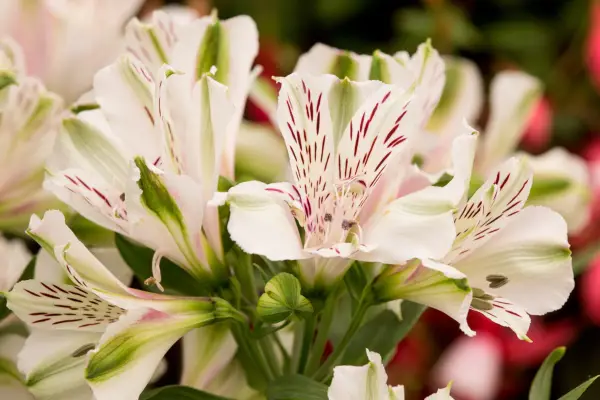 Alotrom de „labirint”