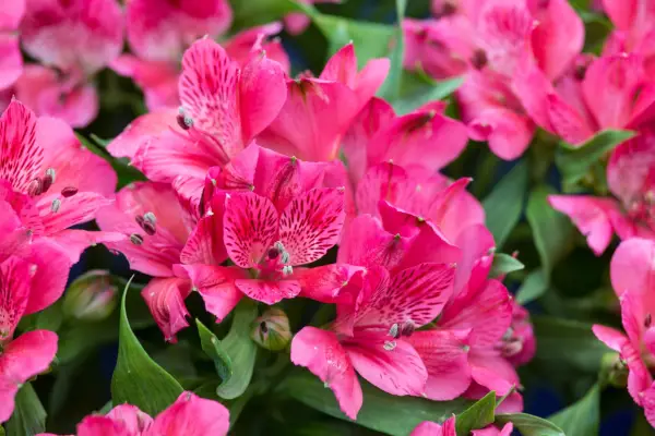 Alstroemeria „Roma”