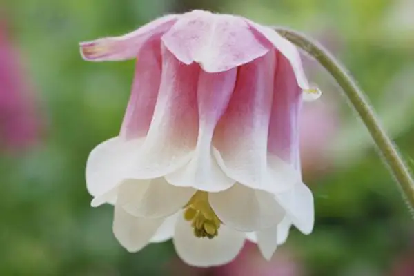 Aquilegia „Strawberry Ice Cream“