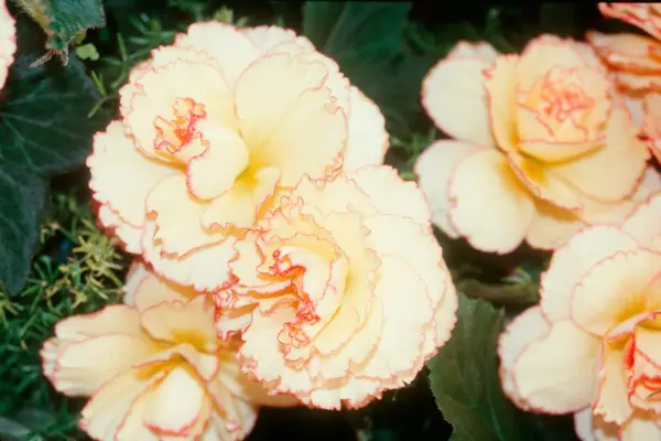 Begonia „Isabella”