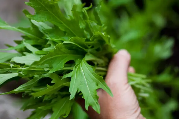 Brassica Rapa var. Nipposinca