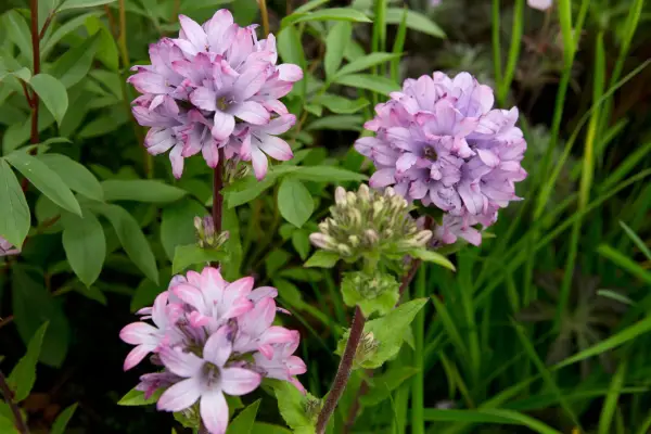 Campanula glomerata 'Caroline'