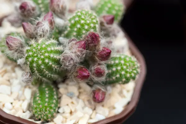 Chamaelobivia 'Lincoln glade tanker'