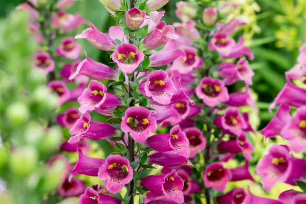 Digiplexis 'Twilight Plum'