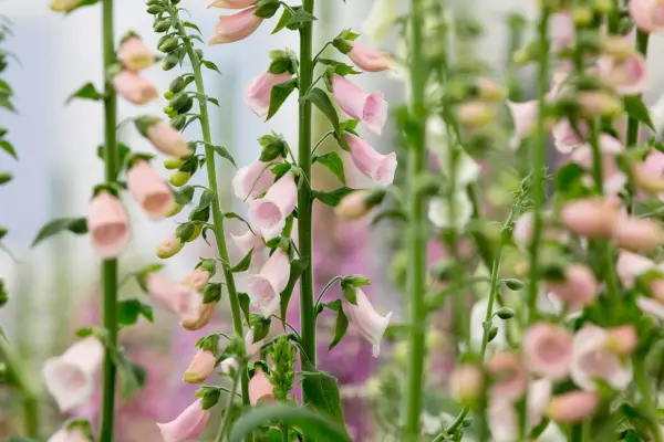 Digitalis purpurea albicocca