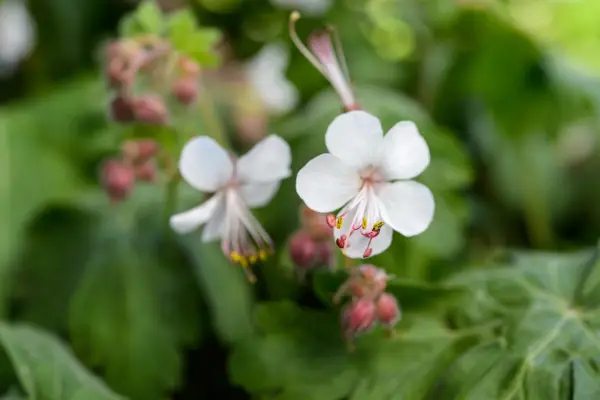 Geranium macrorrhizum 'spessart'