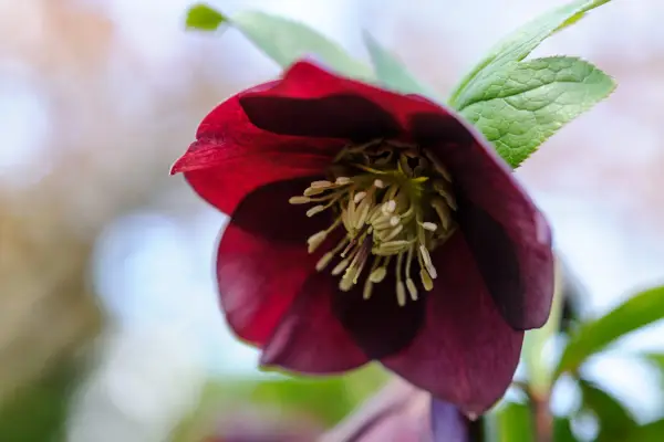 Plants for shade – Hellebore, Helleborus 