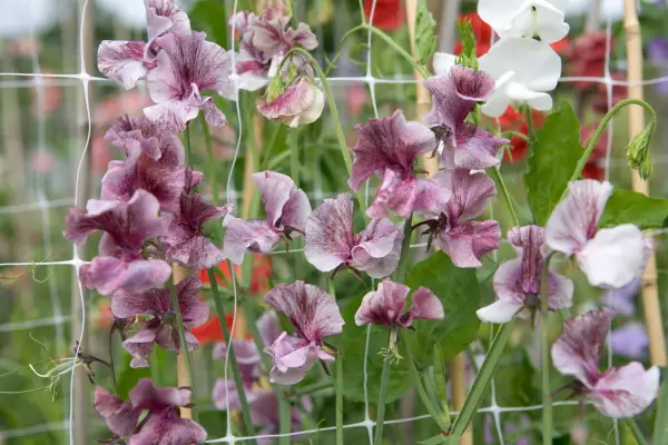 Lathyrus roch 'Susy Z'
