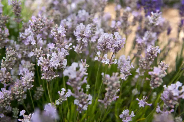 Dawn Laundoulia 'Little Lottie'