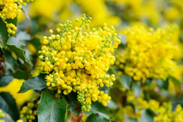 Mahonia Aquifolium 'Apollo'