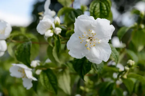 Philadelphus 'mexicansk juvel'