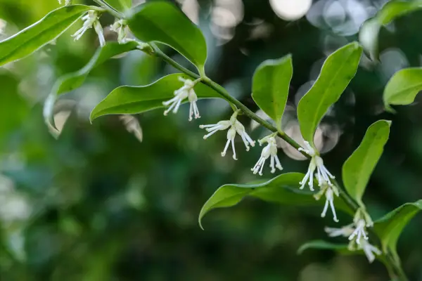 Sarcococca