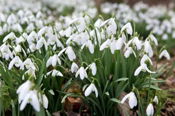 Snowdrops