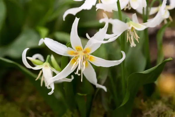 Erythronium Harvington Snowgoose