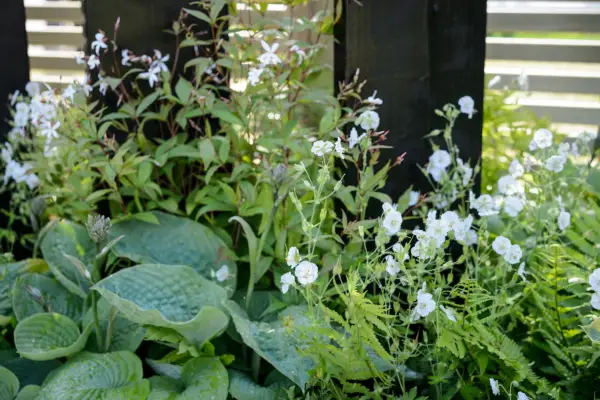 Hosta with Geranium phaeum