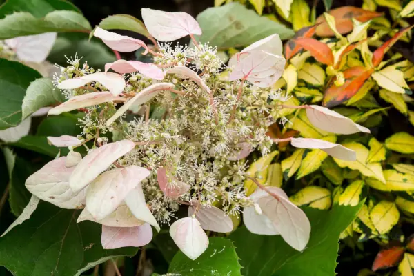 Schizophragma hydrangeoides
