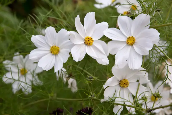 Cosmos bipinnatus