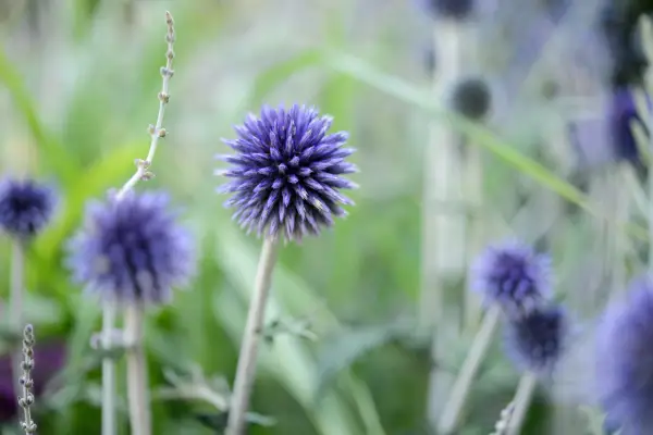 Flowers to pick in August - globe thistle, Echinops ritro