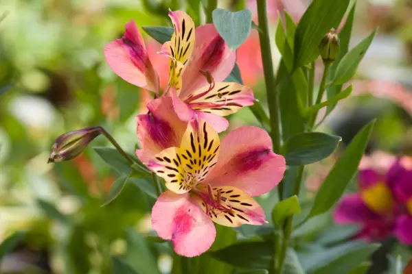 Alstroemeria 