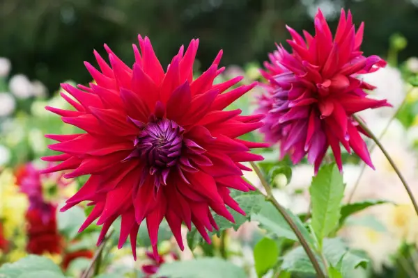 Flowers to pick in August - Dahlia Rev P Holian