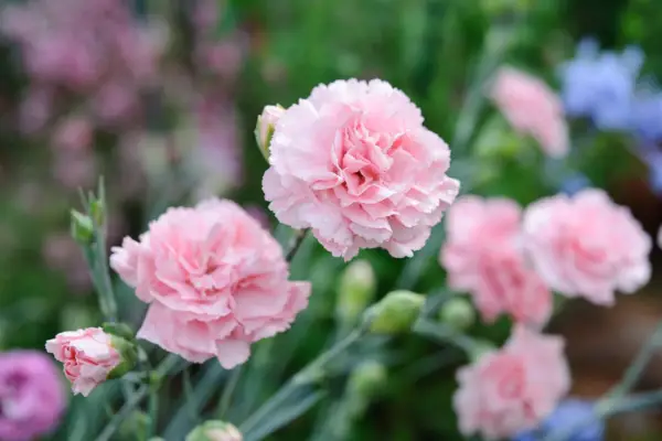 Dianthus (Allwoodii Group) 