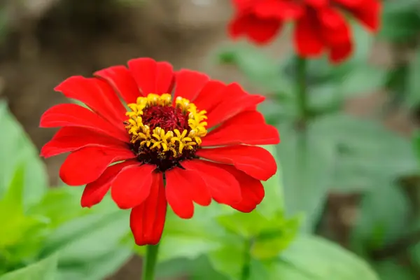 Zinnia elegans 
