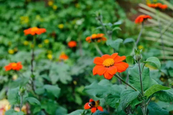Flowers to pick in August - tithonia