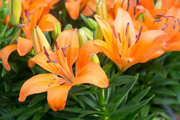 Flowers to pick in August - Lilium 