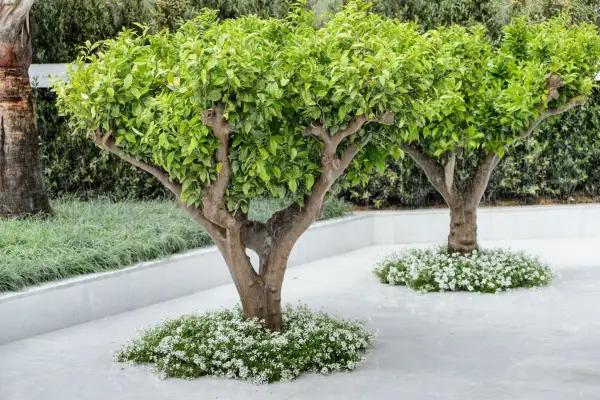 Punica granatum var. Nana