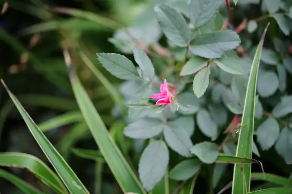 ローザ・グラカ