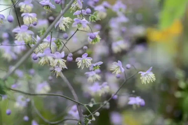 Thalictrum delavayi