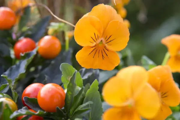 Viola 'Sorbet Orange'