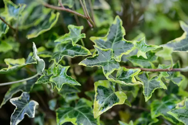Hedera helix Halebob