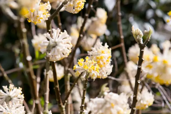 Edgeworthia chrysantha