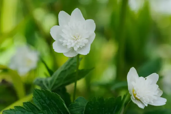 How to grow anemones - wood anemone, Anemone nemorosa