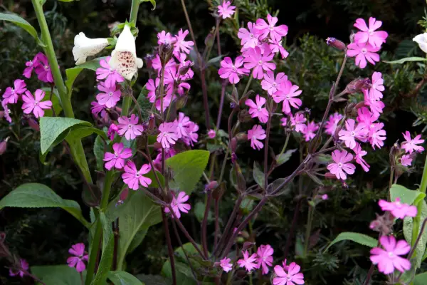 Red campion (Silene dioica)