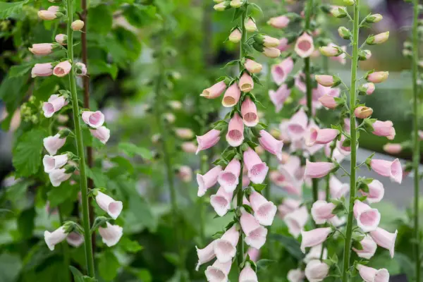 Foxglove 