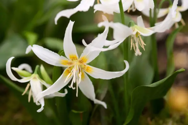 Erythronium Harvington Snowgoose