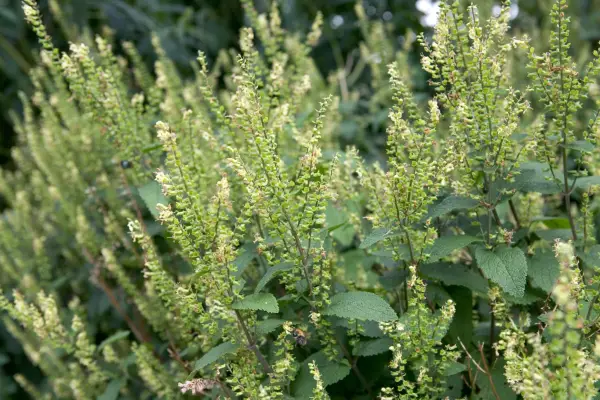 Wood sage (Teucrium scorodonia)