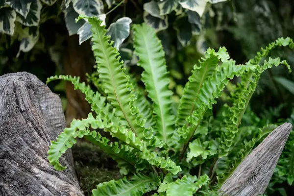 Asplenium Crispum Bolton
