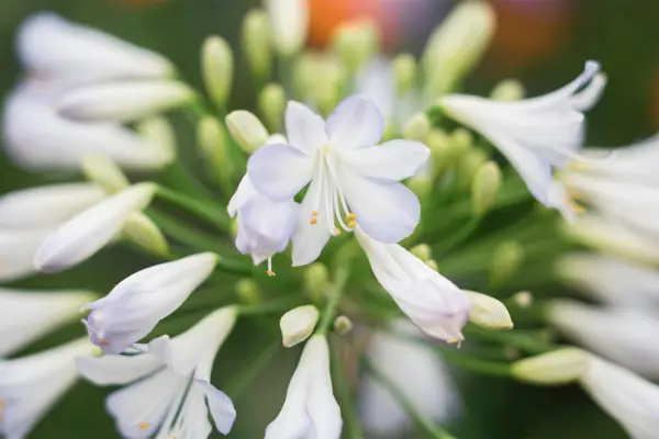 Agapanthus Silver Baby