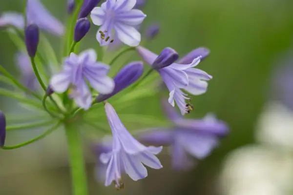 Agapanthus Tornado